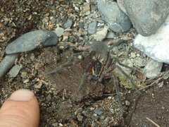 Dolomedes aquaticus