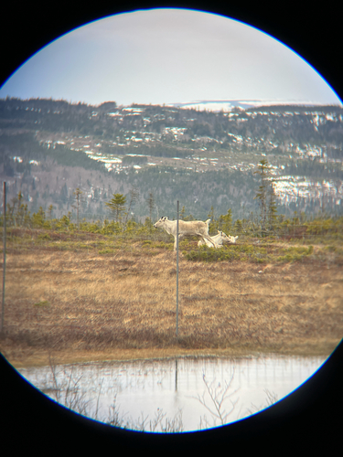 Newfoundland Caribou observed by chlorob