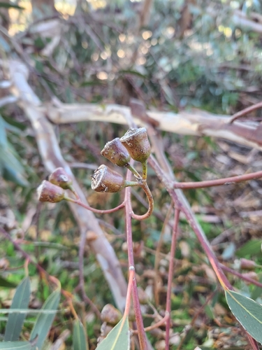 Eucalyptus occidentalis, 2026-05-12