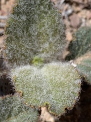 Anulocaulis leiosolenus