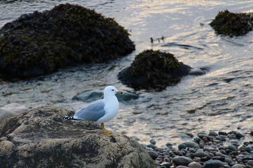 Ring-billed Gull observed by tuffmax2