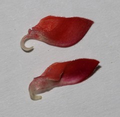 Indigofera paludicola