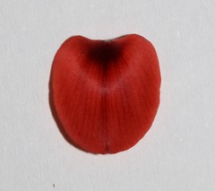 Indigofera paludicola