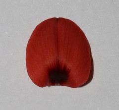 Indigofera paludicola