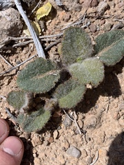 Anulocaulis leiosolenus