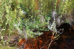 Indigofera paludicola