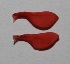 Indigofera paludicola