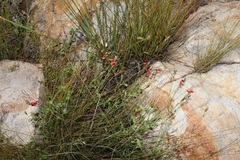 Indigofera paludicola