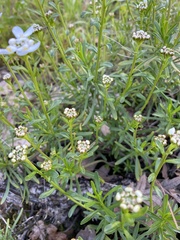 Iberis sempervirens