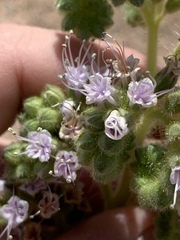 Phacelia palmeri