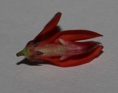 Indigofera paludicola