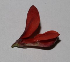 Indigofera paludicola