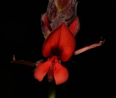 Indigofera paludicola