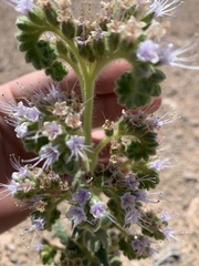 Phacelia palmeri