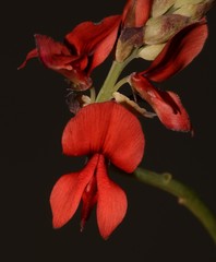 Indigofera paludicola