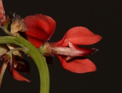 Indigofera paludicola