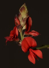 Indigofera paludicola