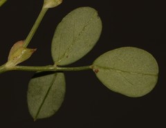 Indigofera paludicola