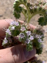 Phacelia palmeri