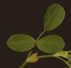 Indigofera paludicola