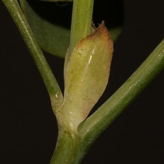 Indigofera paludicola