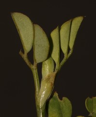Indigofera paludicola
