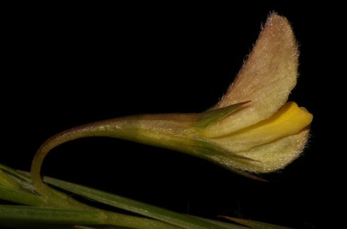 Image of Aspalathus lanceifolia by (c) Brian du Preez, some rights reserved (CC BY-SA)