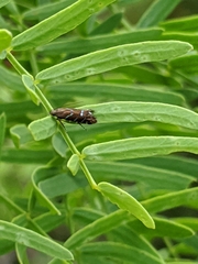 Strobisia proserpinella
