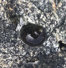 Littorinimorpha