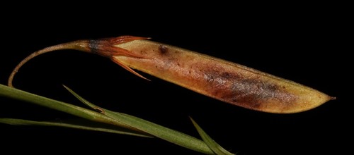 Image of Aspalathus lanceifolia by (c) Brian du Preez, some rights reserved (CC BY-SA)