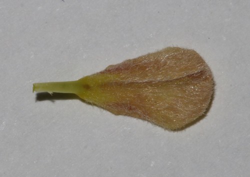 Image of Aspalathus lanceifolia by (c) Brian du Preez, some rights reserved (CC BY-SA)