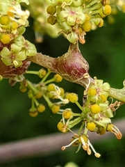 Lasioptera vitis