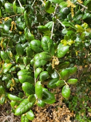 Quercus agrifolia