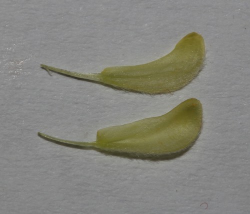 Image of Aspalathus lanceifolia by (c) Brian du Preez, some rights reserved (CC BY-SA)