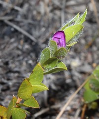 Psoralea imbricata