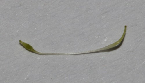Image of Psoralea imbricata by (c) Brian du Preez, some rights reserved (CC BY-SA)