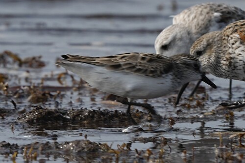 Correlimos semipalmeado (Calidris pusilla)