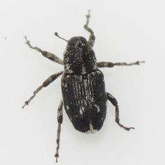 Cylindrocopturus quercus