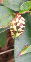 Gaultherieae