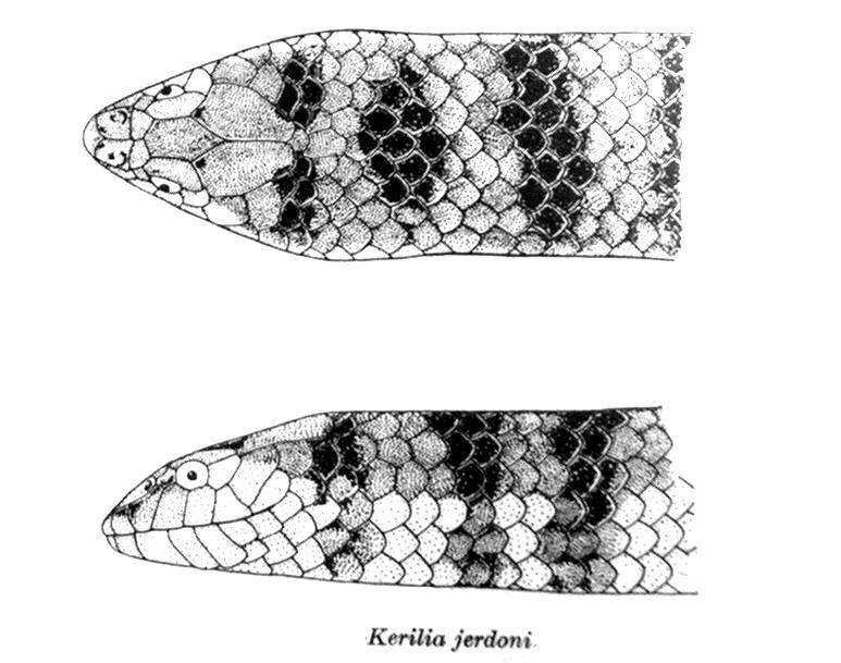 Jerdon's Sea Snake