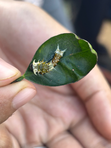 Papilio aegeus