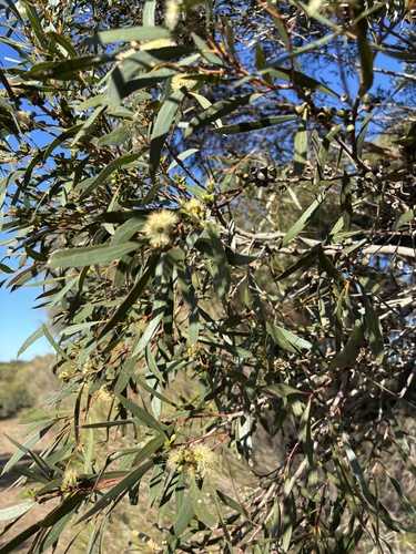Eucalyptus odorata, 2026-05-12