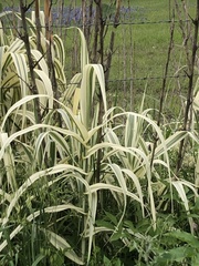 Arundo donax versicolor