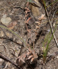 Pelargonium trifoliolatum