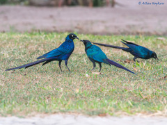 Lamprotornis caudatus