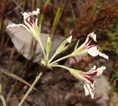Pelargonium trifoliolatum