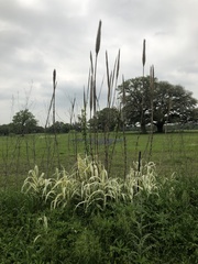 Arundo donax versicolor