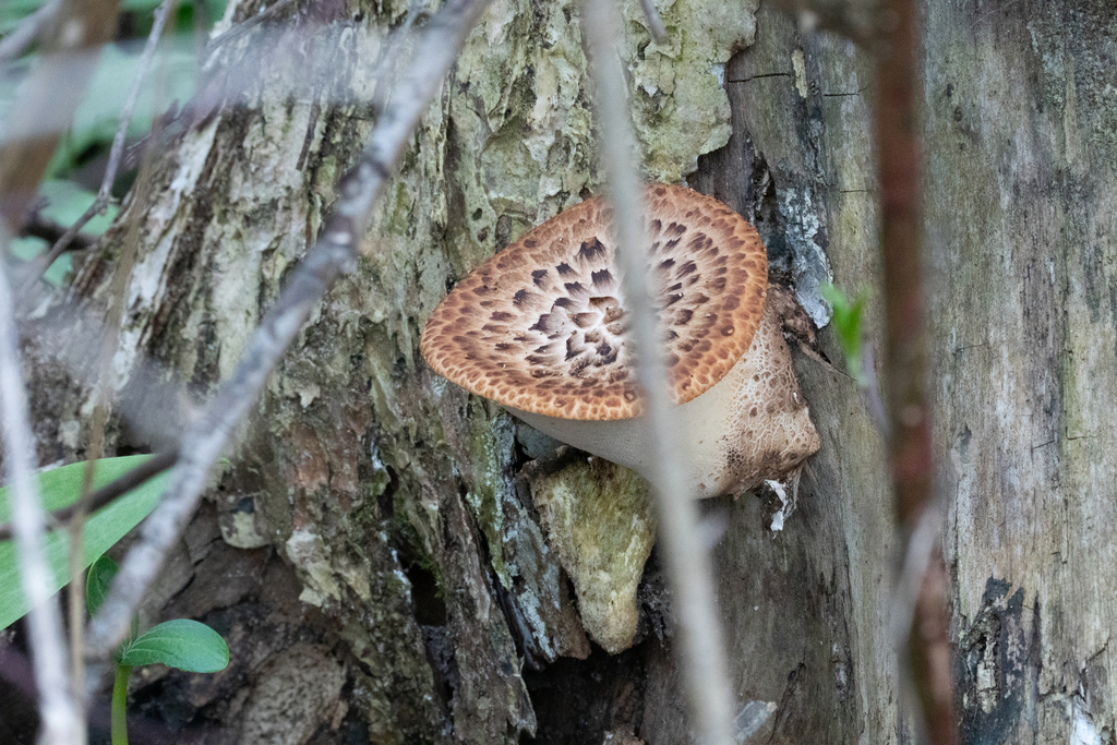Dryad's Saddle · May 2026 · photo: Photo: no rights reserved · iNaturalist