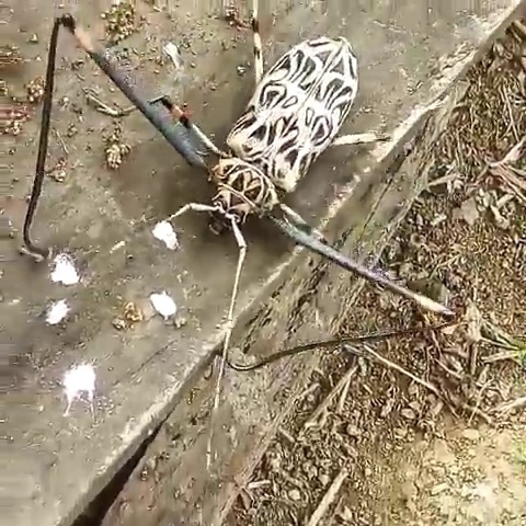 Harlequin Beetle