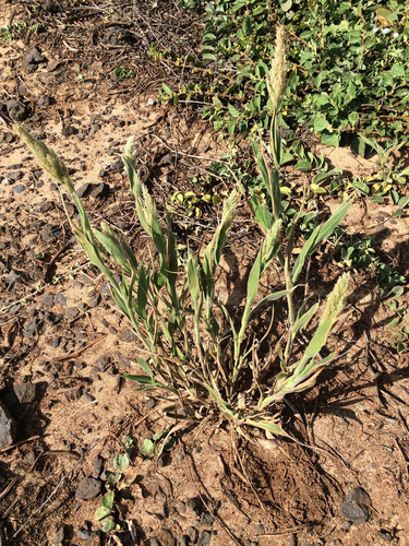 Panicum torridum